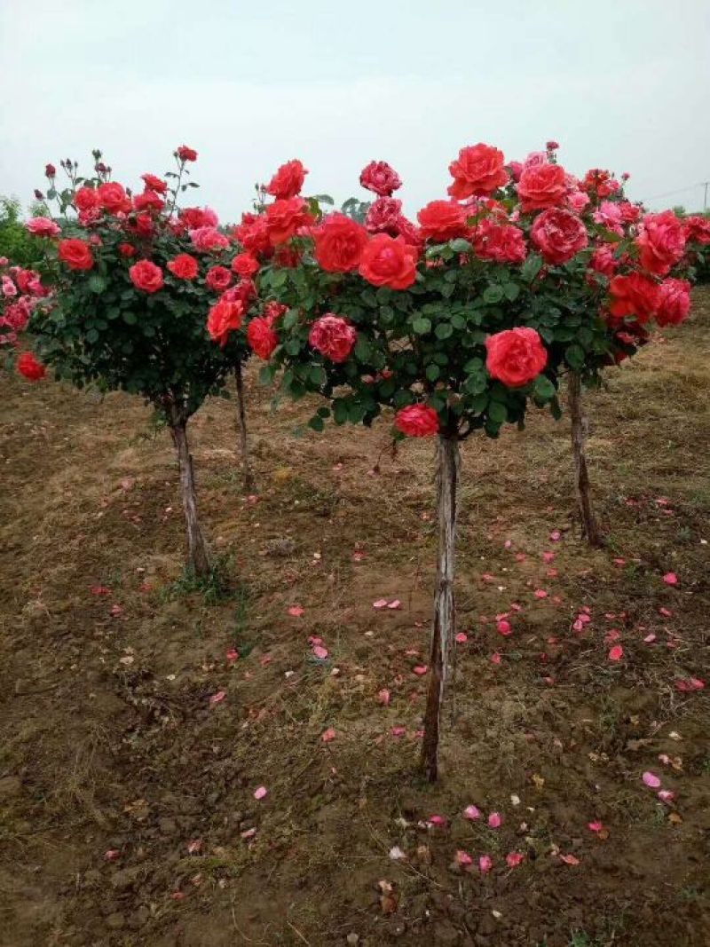 月季花中皇后，姿容秀美花香悠远