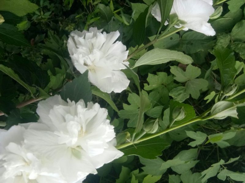 白木槿花重瓣药用食用养生花苗