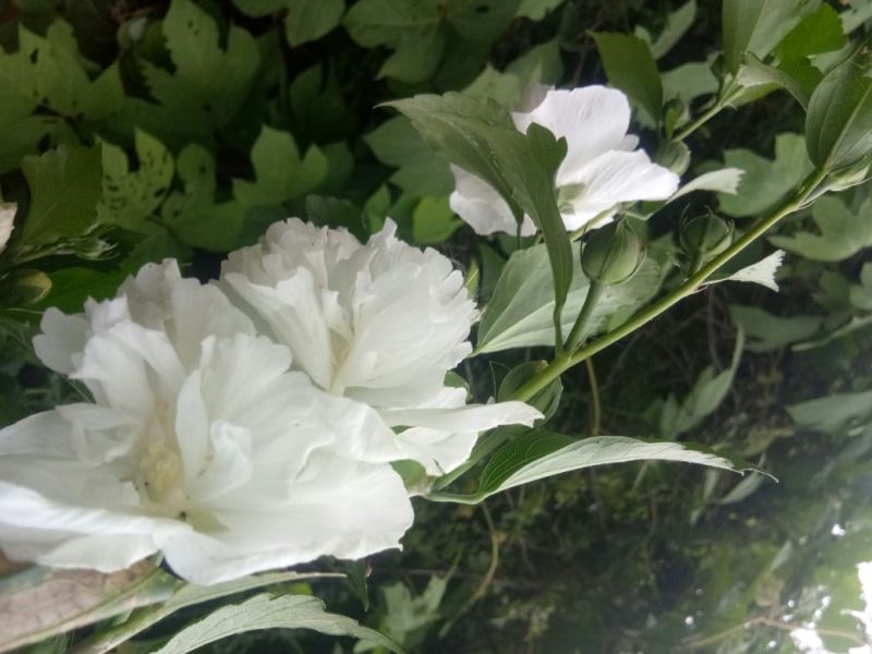 白木槿花重瓣药用食用养生花苗