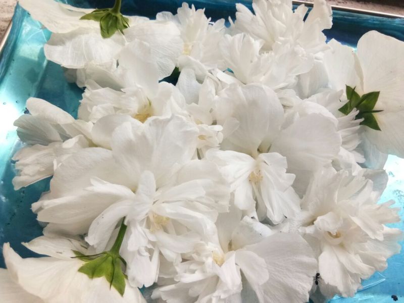 白木槿花重瓣药用食用养生花苗