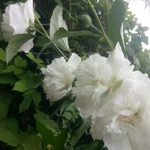 白木槿花重瓣药用食用养生花苗