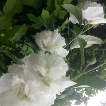 白木槿花重瓣药用食用养生花苗