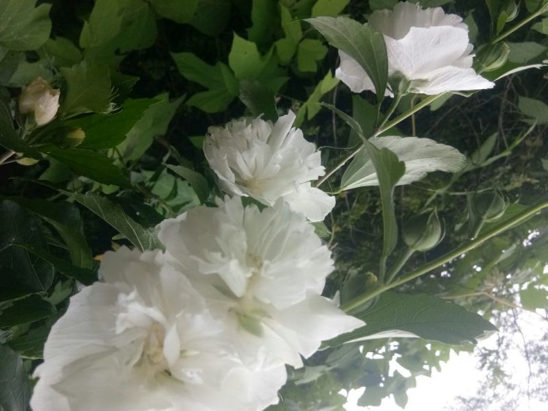 白木槿花重瓣药用食用养生花苗