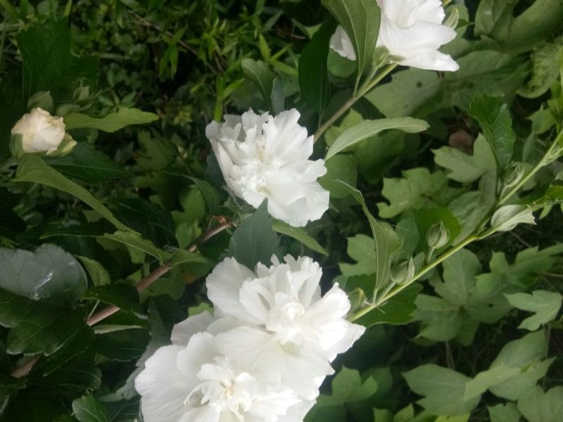 白木槿花重瓣药用食用养生花苗