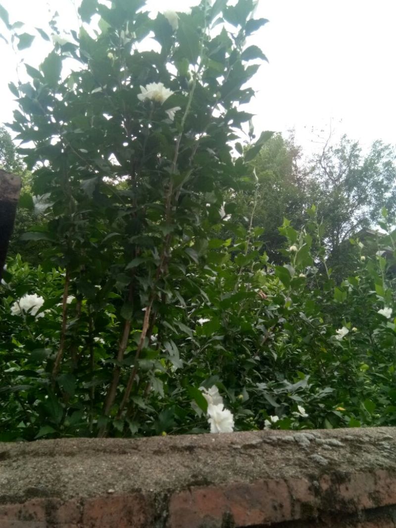 白木槿花重瓣药用食用养生花苗