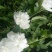 白木槿花重瓣药用食用养生花苗