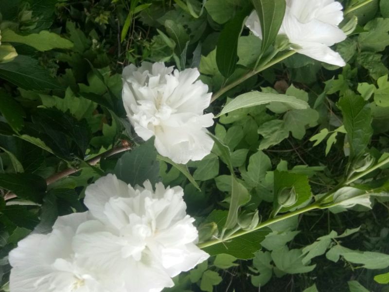 白木槿花重瓣药用食用养生花苗