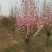 泰安碧桃基地大量出售龙柱碧桃菊花碧桃红叶碧桃