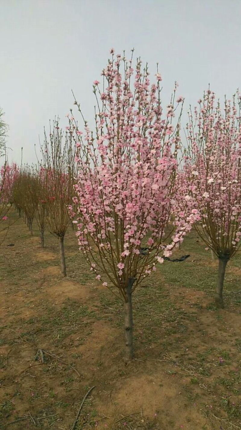 泰安碧桃基地大量出售龙柱碧桃菊花碧桃红叶碧桃