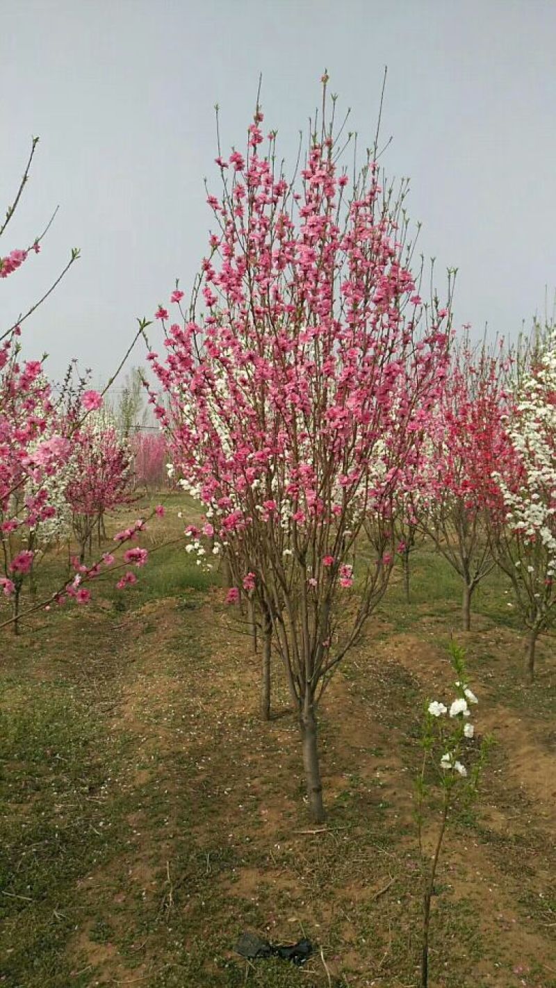 泰安碧桃基地大量出售龙柱碧桃菊花碧桃红叶碧桃