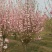 泰安碧桃基地大量出售龙柱碧桃菊花碧桃红叶碧桃