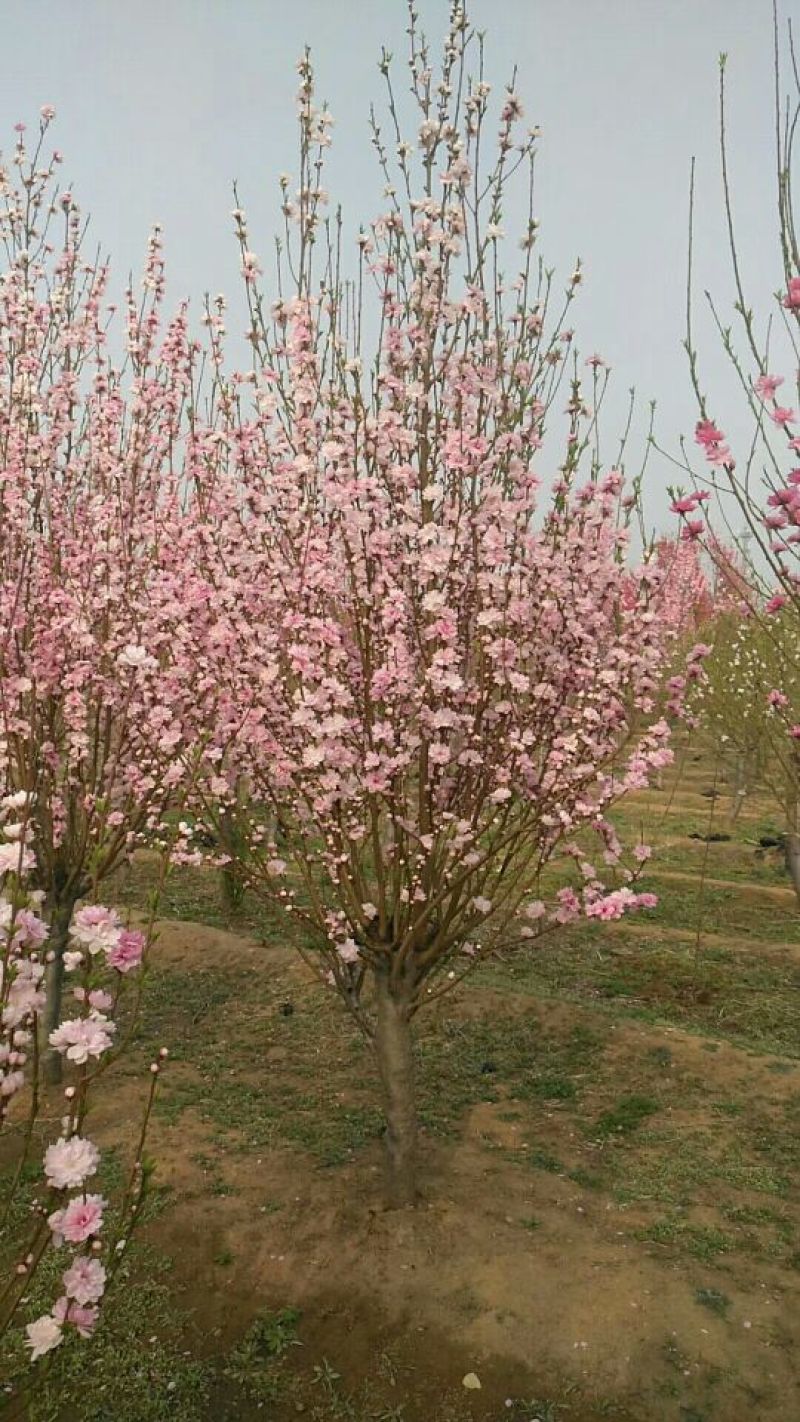泰安碧桃基地大量出售龙柱碧桃菊花碧桃红叶碧桃