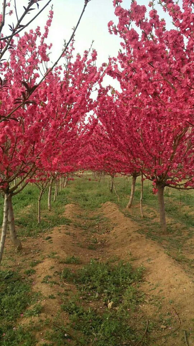 泰安碧桃基地大量出售龙柱碧桃菊花碧桃红叶碧桃