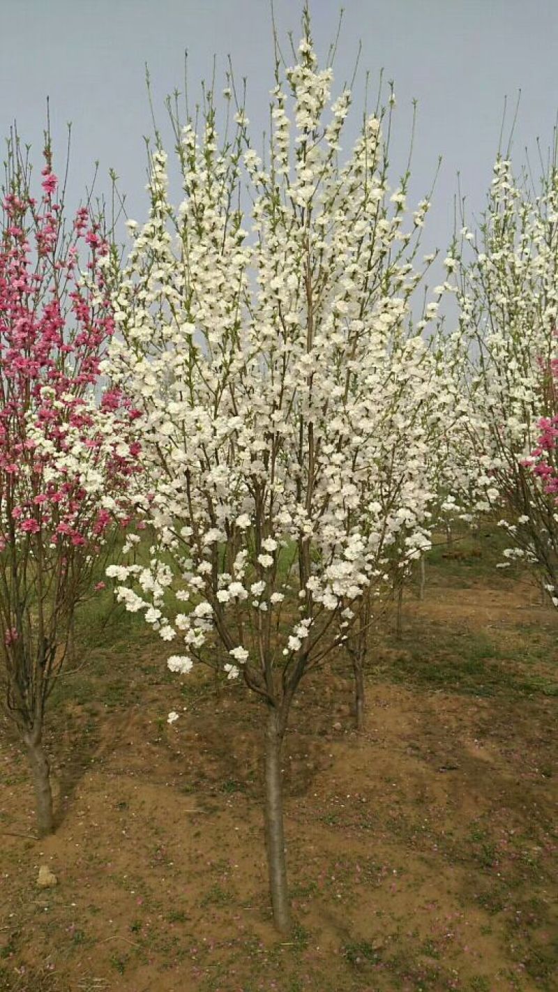 泰安碧桃基地大量出售龙柱碧桃菊花碧桃红叶碧桃