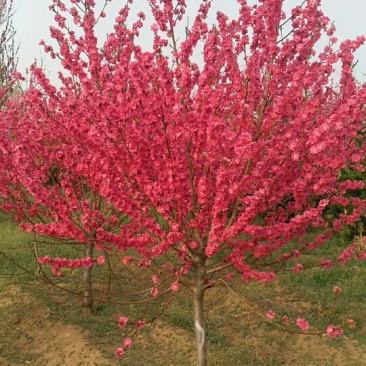 泰安碧桃基地大量出售龙柱碧桃菊花碧桃红叶碧桃