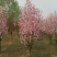 泰安碧桃基地大量出售龙柱碧桃菊花碧桃红叶碧桃