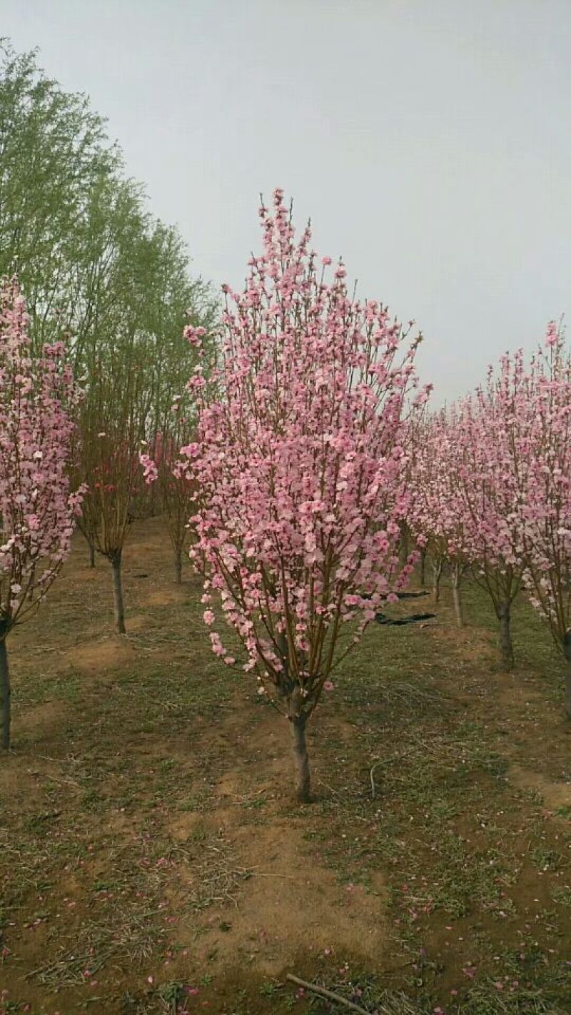 泰安碧桃基地大量出售龙柱碧桃菊花碧桃红叶碧桃