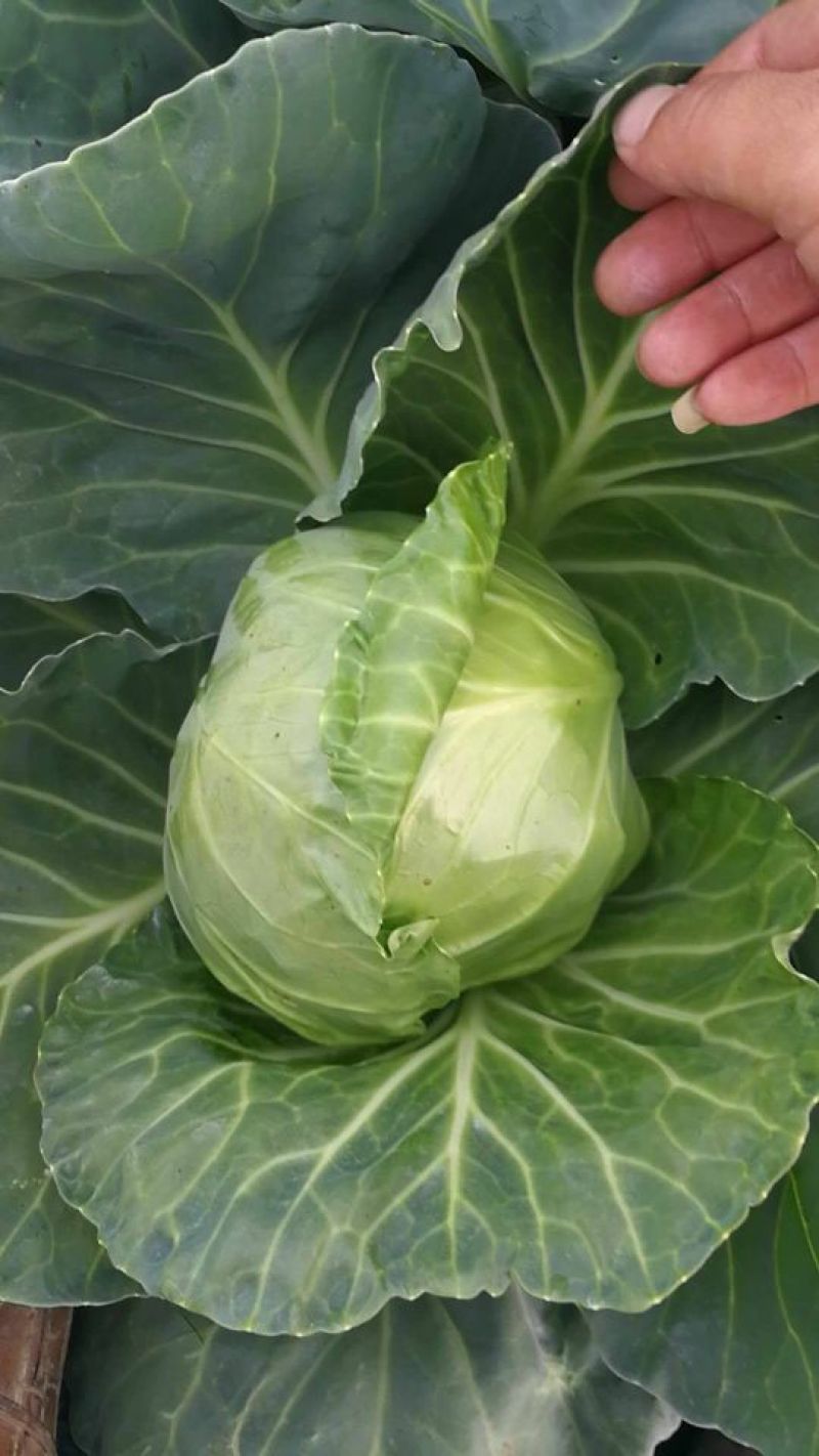圆包菜