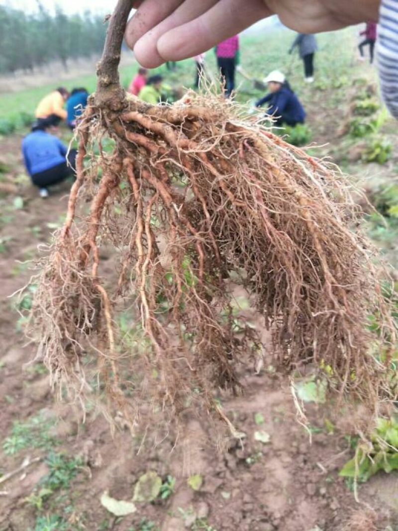 泰安猕猴桃树苗基地批发猕猴桃树苗