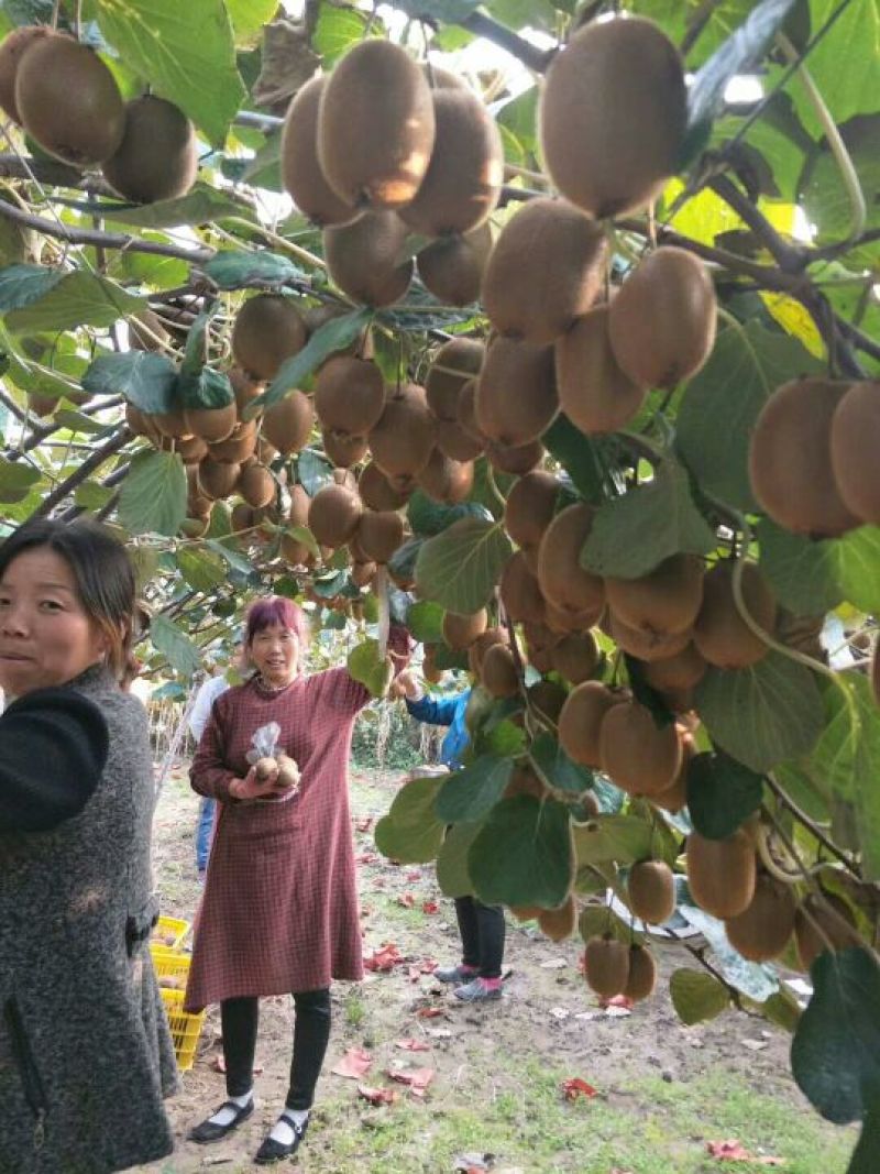 泰安猕猴桃树苗基地批发猕猴桃树苗