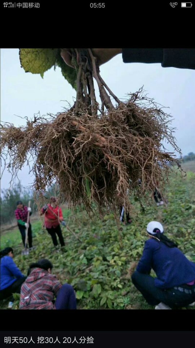 泰安猕猴桃树苗基地批发猕猴桃树苗