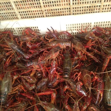 龙虾