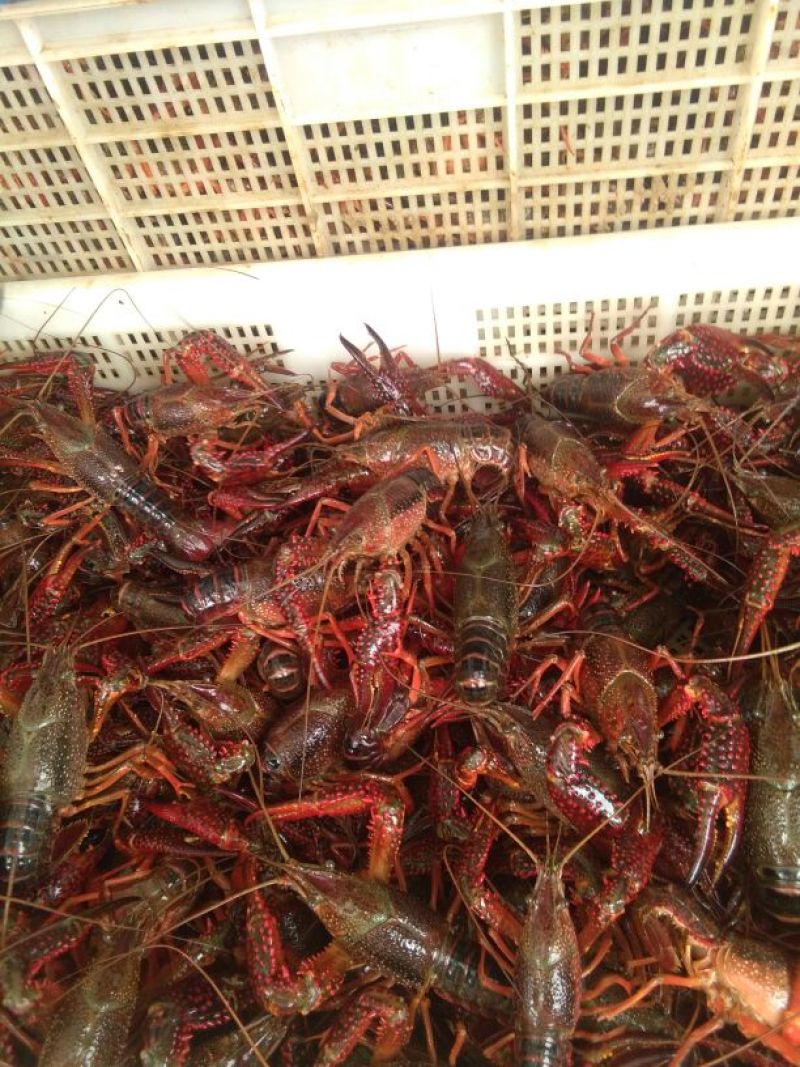 龙虾