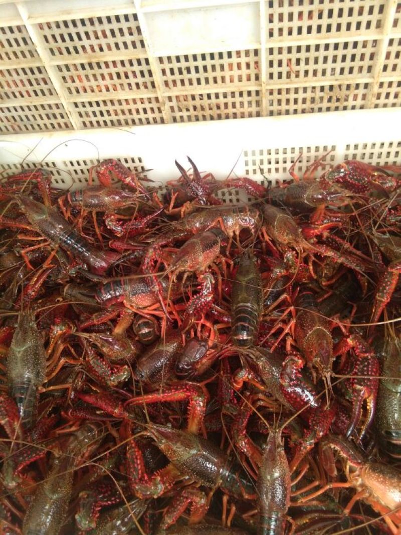 龙虾