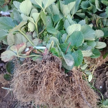 出售草莓苗、奶油草莓苗、四季草莓苗