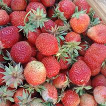 出售草莓苗、抗寒草莓苗、红颜草莓苗、四季