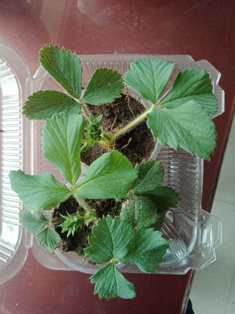 出售草莓苗、抗寒草莓苗、红颜草莓苗、四季