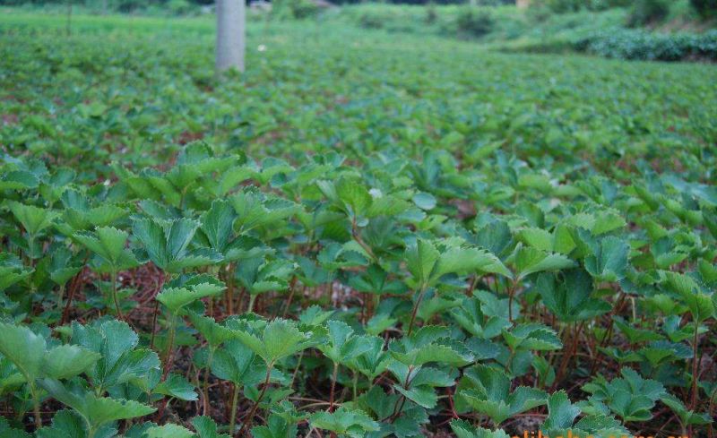 出售草莓苗、抗寒草莓苗、红颜草莓苗、四季