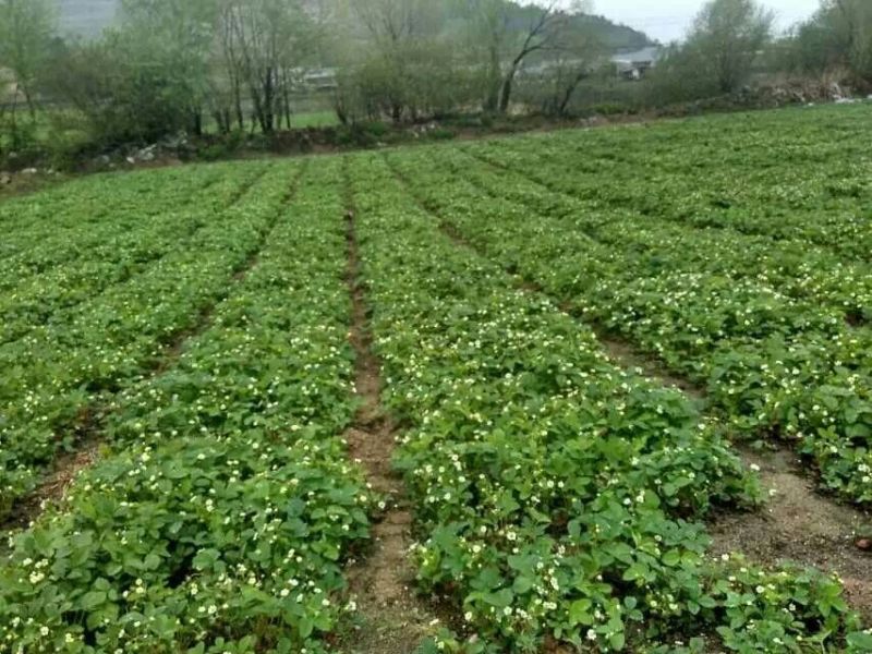 大量批发草莓苗、四季草莓苗
