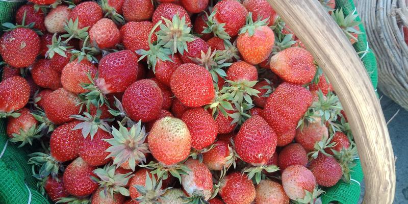 大量批发草莓苗、四季草莓苗