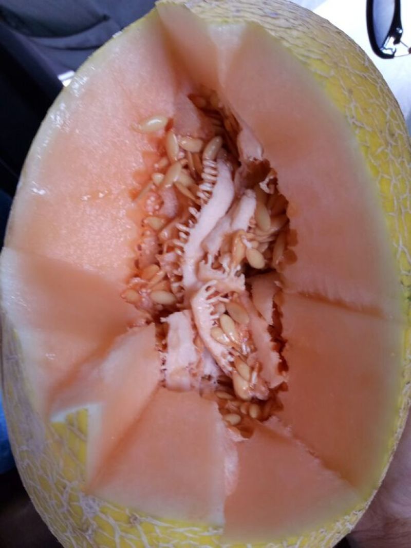 哈密瓜黄蛋子