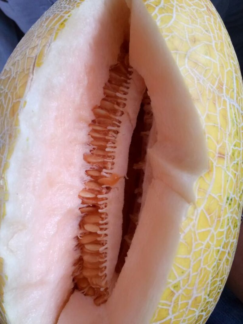 哈密瓜宝丰蜜