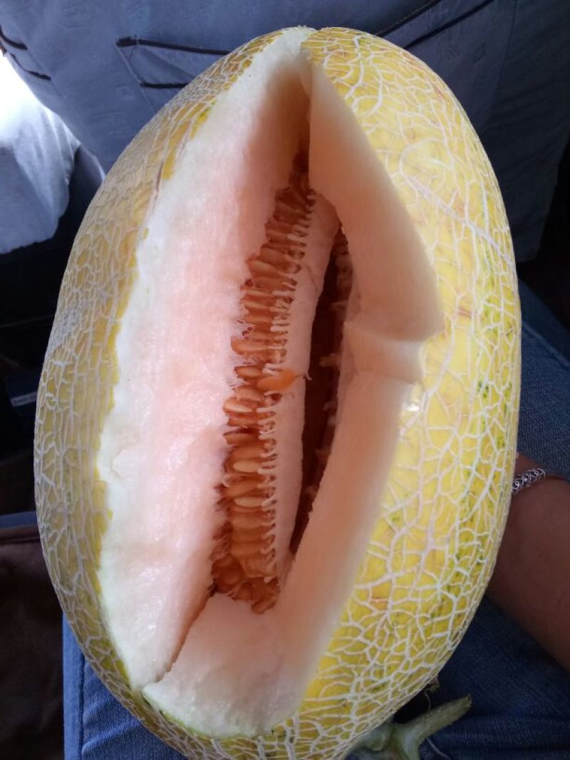 哈密瓜宝丰蜜