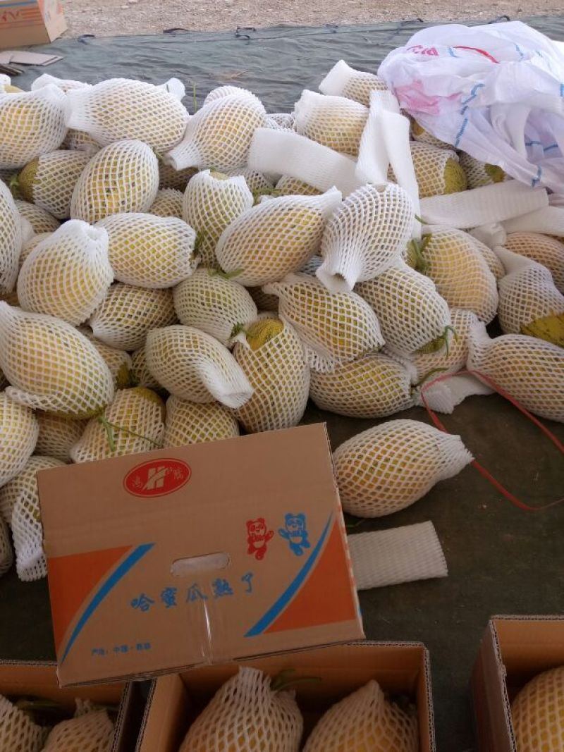 哈密瓜宝丰蜜