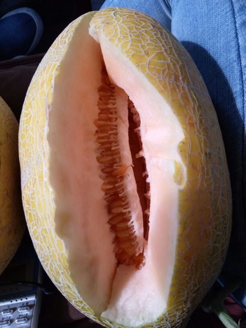 哈密瓜宝丰蜜