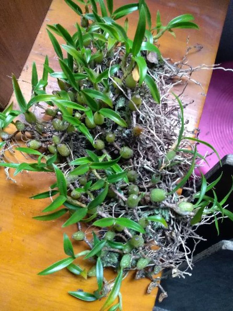 石仙桃