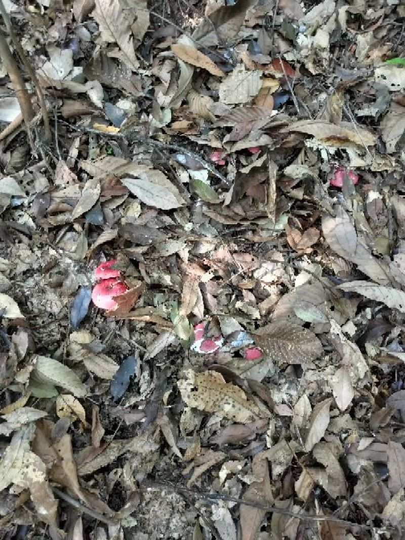 红菇广西防城港本地新货