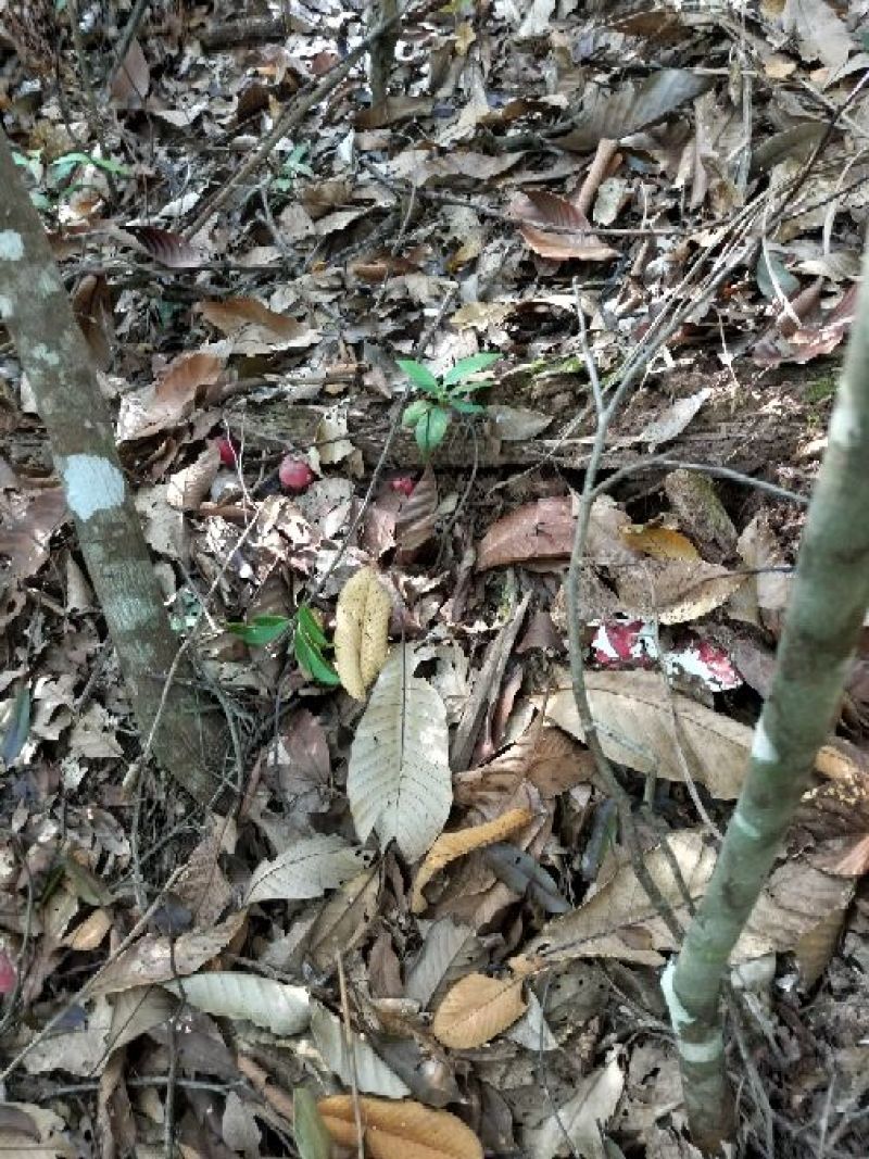 红菇广西防城港本地新货