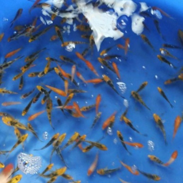 锦鲤寸苗