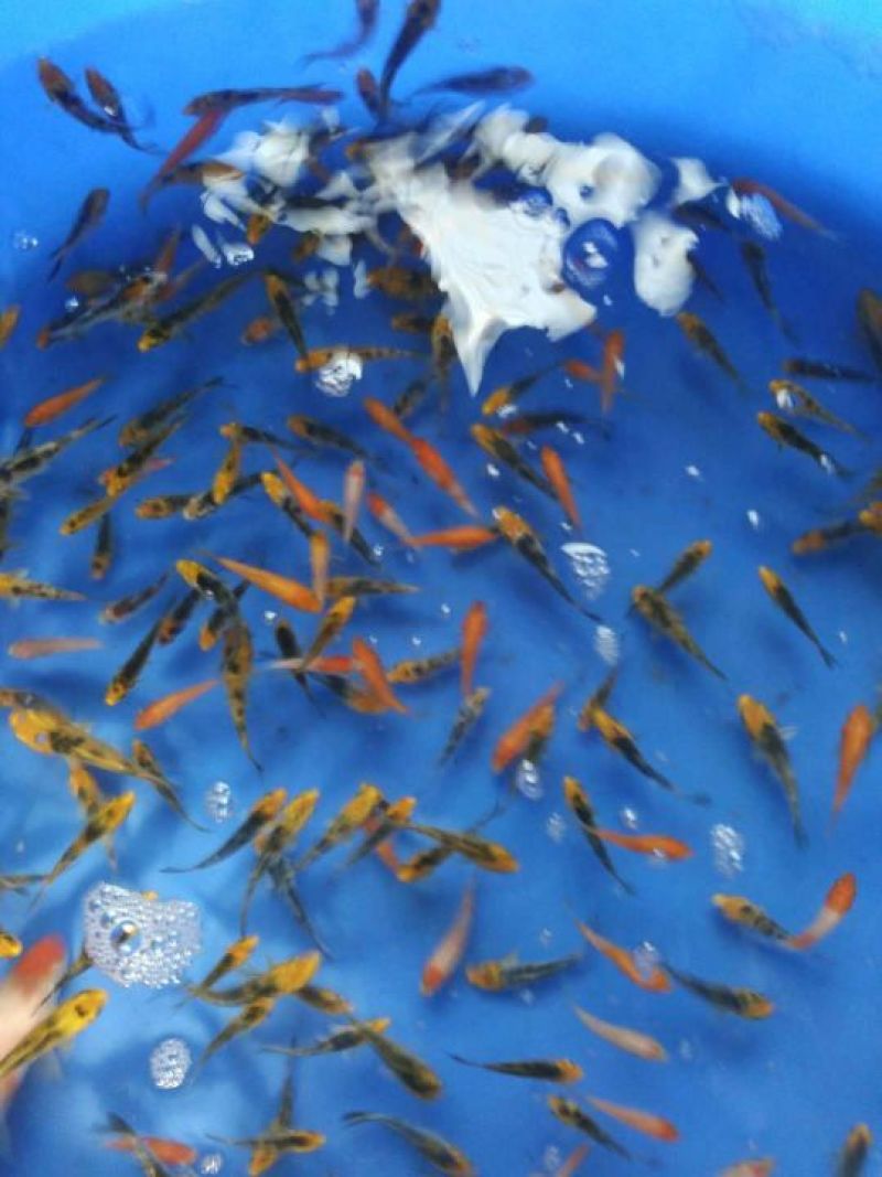 锦鲤寸苗
