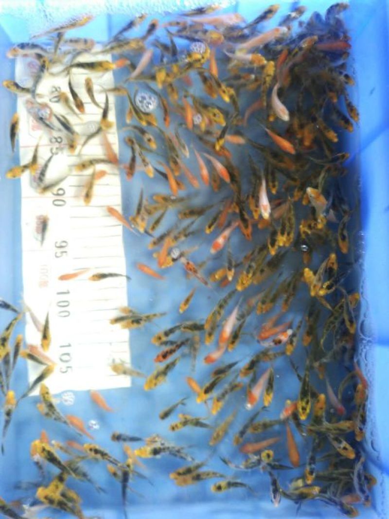 锦鲤寸苗