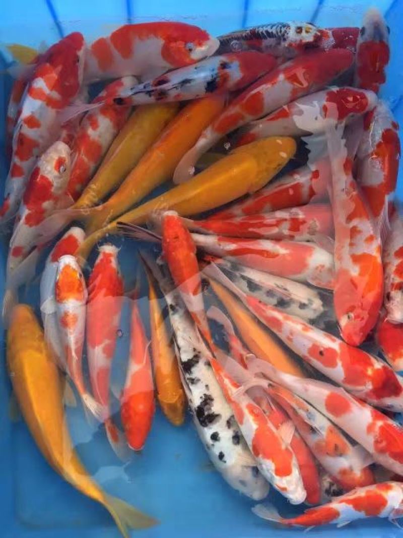 锦鲤