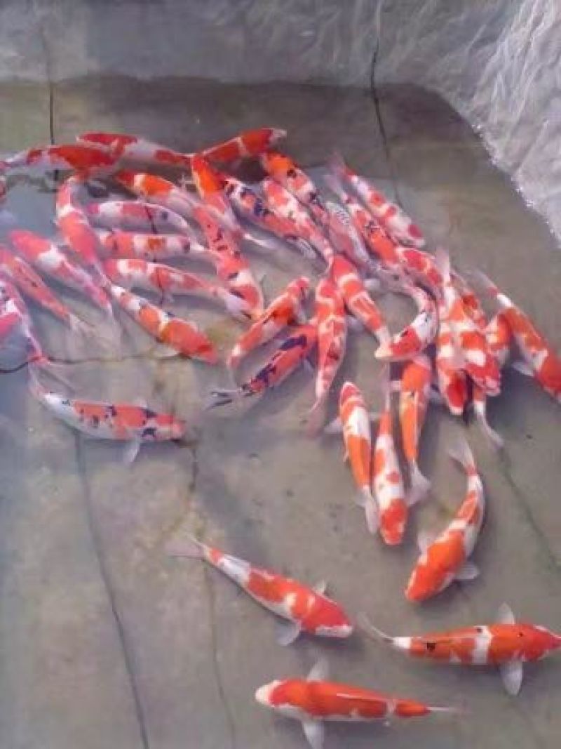 锦鲤