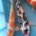 锦鲤
