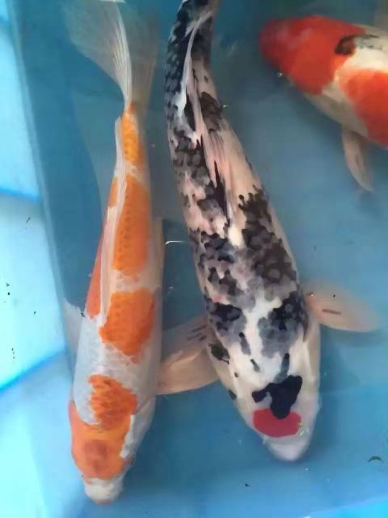 锦鲤