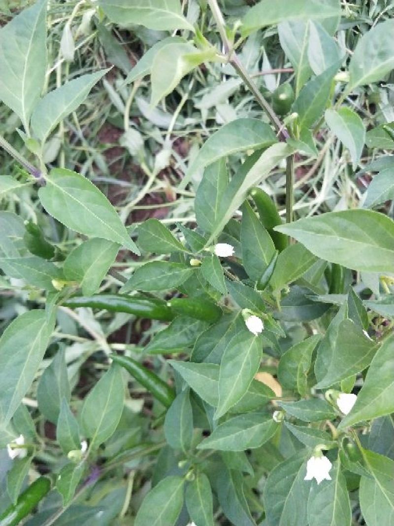 小米椒快上市
